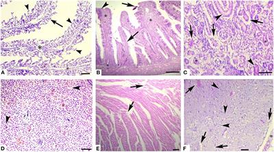 Copper sulfate induces clinico-hematological, oxidative stress, serum biochemical and histopathological changes in freshwater fish rohu (Labeo rohita)